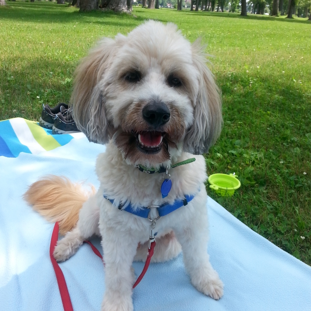 Meet your Posher, Diggie's Mom! - Picture 4 of 4